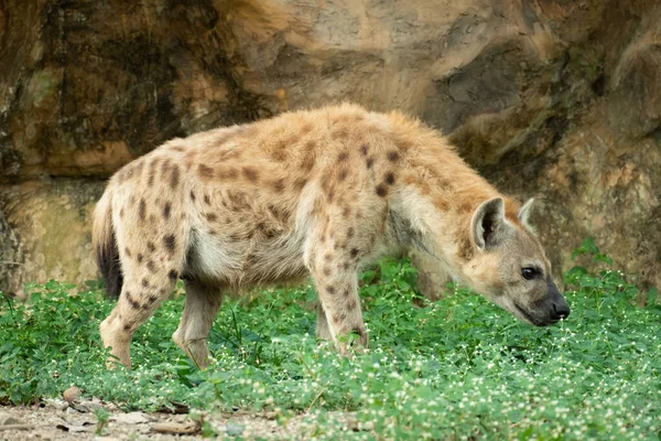 Die Hyäne Ist Afrikas Häufigstes Großes Raubtier — Stockfoto