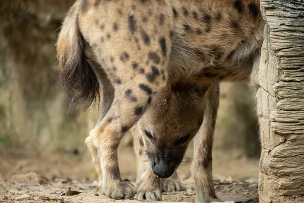 Hyène Est Afrique Commune Des Grands Carnivores — Photo