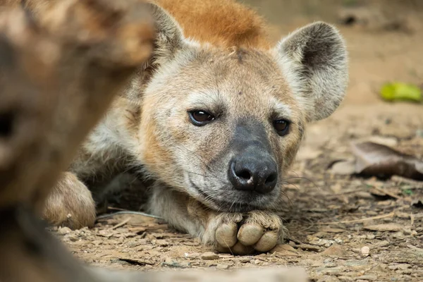 Hyène Est Afrique Commune Des Grands Carnivores — Photo