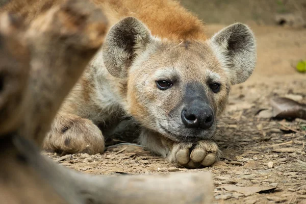 Hyène Est Afrique Commune Des Grands Carnivores — Photo