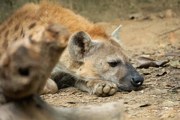 Hyenan Africas Vanligaste Stora Rovdjur — Stockfoto