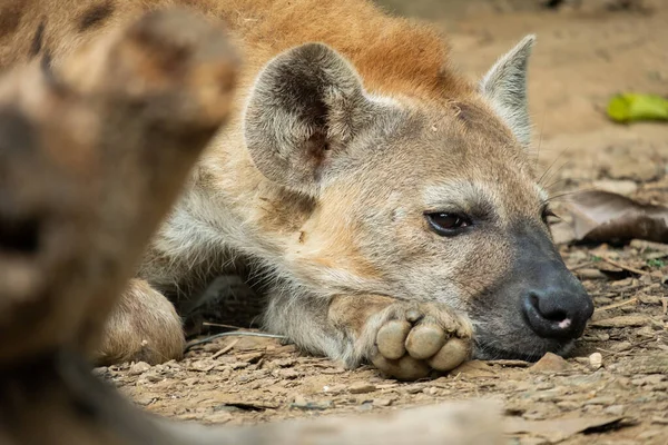 Sırtlan Afrika Nın Yaygın Etoburudur — Stok fotoğraf