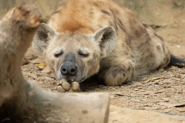 ハイエナはアフリカで最も一般的な大規模な肉食動物です — ストック写真