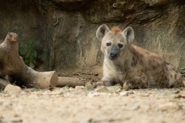 Hyena Africas Most Common Large Carnivore — Stock Photo, Image