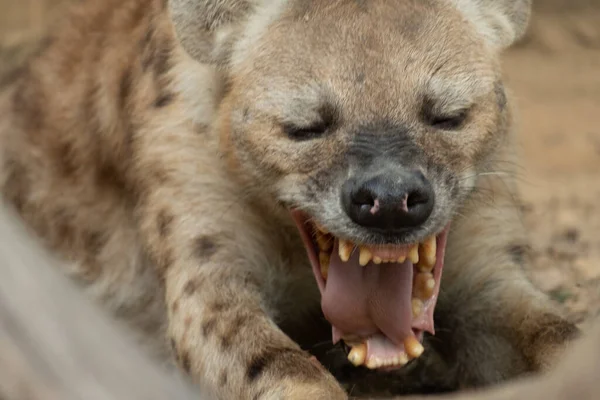 Hyena Africas Meest Voorkomende Grote Carnivoor — Stockfoto