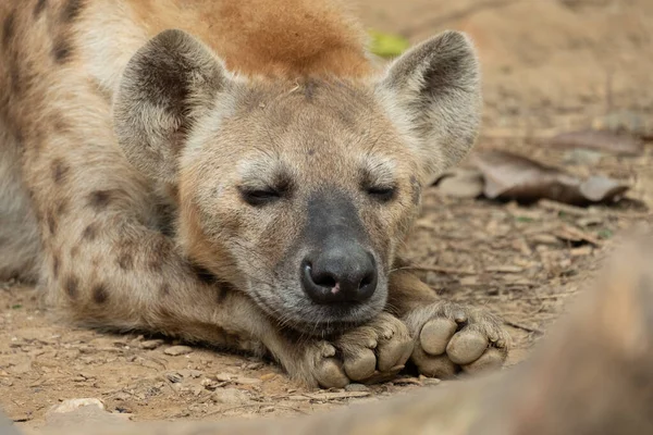 Hyène Est Afrique Commune Des Grands Carnivores — Photo