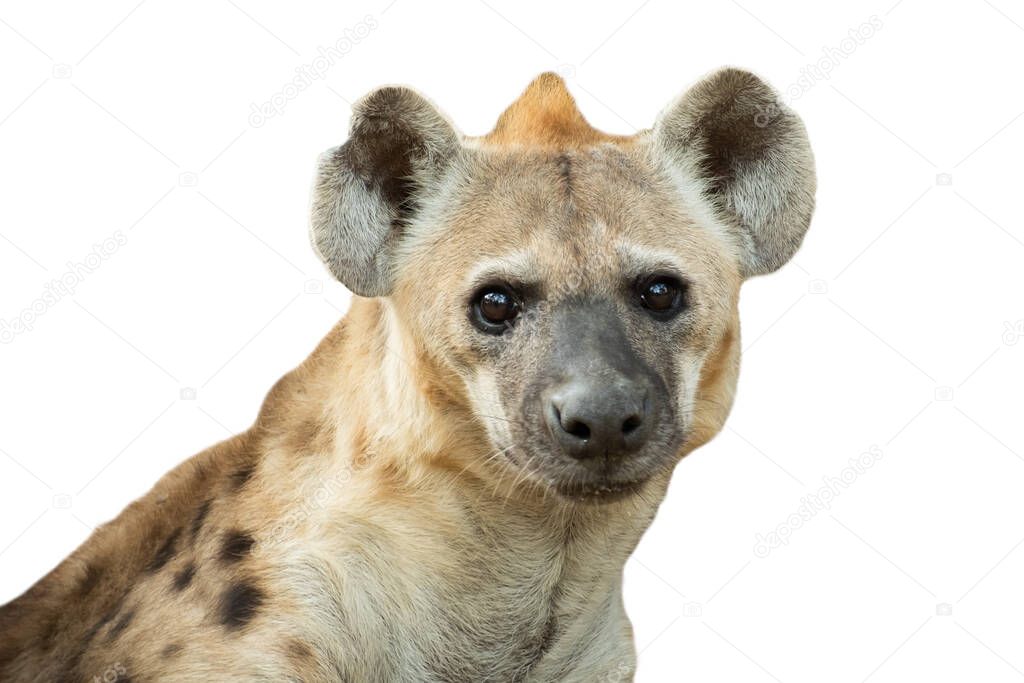 The hyena is africas most common large carnivore.