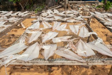 Balıkçılar, güneşte kurutulmuş kalamar yapmak için mürekkep balıklarının değerini arttırmanın bir yolunu bulurlar.