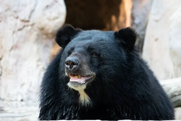 Aziatische Zwarte Beren Zijn Naaste Familie Van Amerikaanse Zwarte Beren — Stockfoto