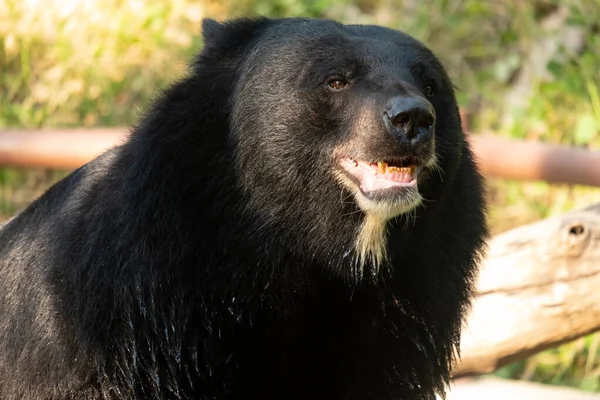 Asijské Černé Medvědy Jsou Blízcí Příbuzní Amerických Černých Medvědů — Stock fotografie
