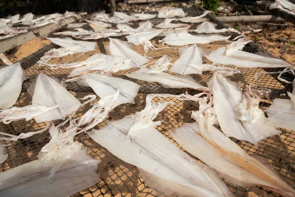 Pescadores Têm Uma Maneira Aumentar Valor Lula Capturada Colocando Sol — Fotografia de Stock