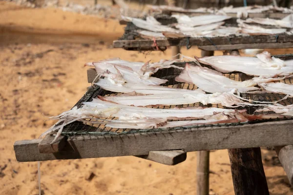 Les Pêcheurs Ont Moyen Augmenter Valeur Des Calamars Capturés Les — Photo