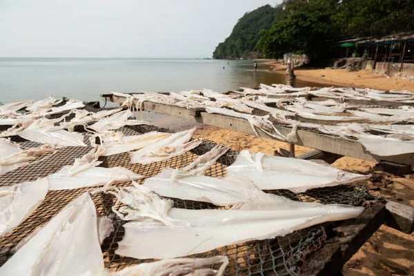 Balıkçılar Güneşte Kurutulmuş Kalamar Yapmak Için Mürekkep Balıklarının Değerini Arttırmanın — Stok fotoğraf