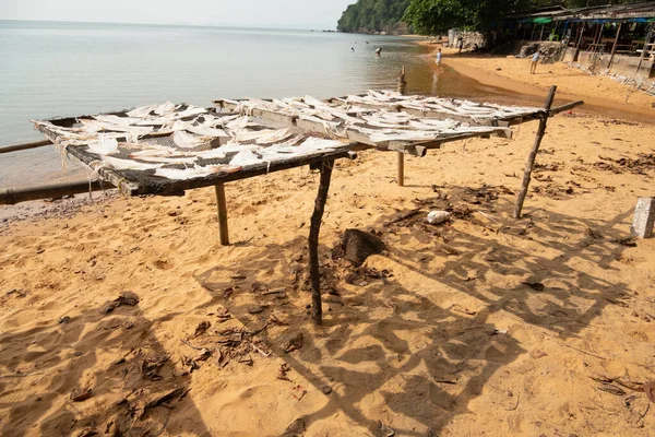 Fishermen Have Way Increase Value Caught Squid Putting Them Sun — Stock Photo, Image