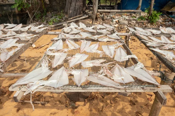 Pescatori Hanno Modo Aumentare Valore Dei Calamari Catturati Mettendoli Sole — Foto Stock