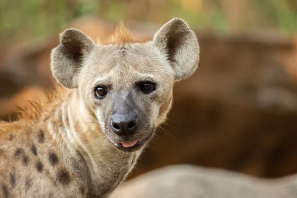 Hiena Africana Más Común Carnívoro Grande — Foto de Stock