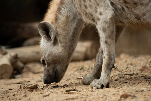 Hiena Jest Afrykańskim Najczęstszym Dużym Mięsożercą — Zdjęcie stockowe