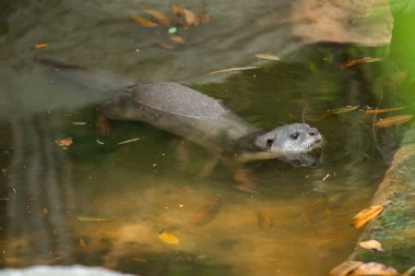 Su samurları dünyanın en kalın kürküne sahiptir.