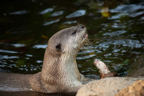 Otters Hebben Dikste Bontjas Ter Wereld — Stockfoto
