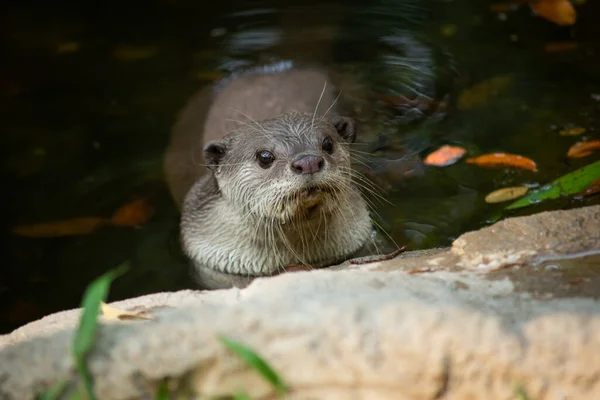 Otters Have Thickest Fur Coat World — Stock Photo, Image