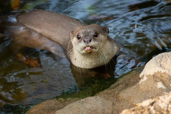 Otters Have Thickest Fur Coat World — Stock Photo, Image