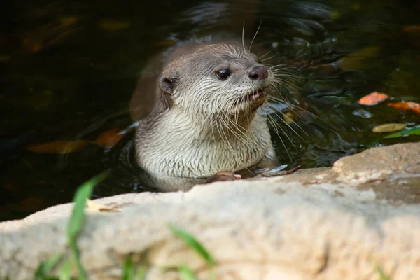Otters Hebben Dikste Bontjas Ter Wereld — Stockfoto