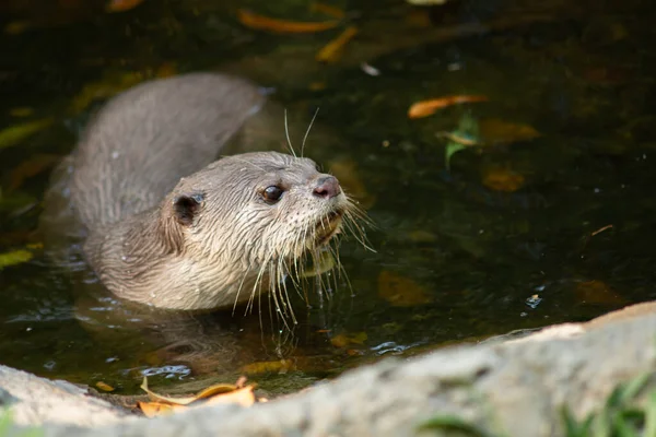 Otters Have Thickest Fur Coat World — Stock Photo, Image
