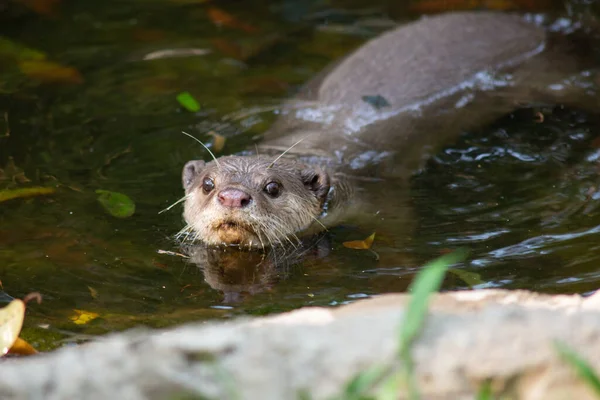 Otters Have Thickest Fur Coat World — Stock Photo, Image