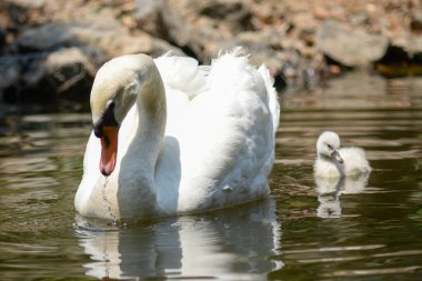 Kuğu ve cygnet birlikte yüzüyor.