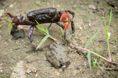 Pirinç tarlası yengeci kırsal kesimdeki insanlar için yiyecek olarak kullanılabilir çünkü pirinç tarlalarında ya da su kaynaklarında bulunması kolay ve ucuzdur..