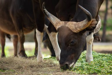 Erkek bantında kırmızıdan siyaha.