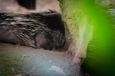 Gündüz vakti Malezya kirpisinin farklı davranışları
