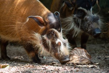 Kızıl nehir domuzları yoğun bitki örtüsü olduğu sürece çeşitli yaşam alanlarında yaşayacaklar.