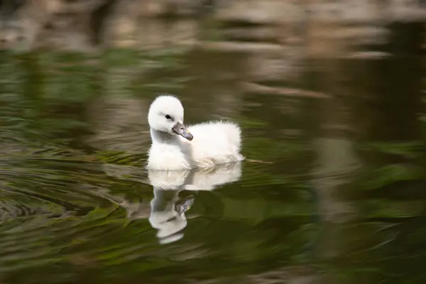 Cygnet Übt Lebensfertigkeiten Und Überlebt — Stockfoto