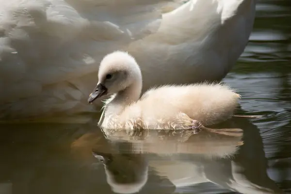 Hattyú Cygnet Úszás Együtt — Stock Fotó