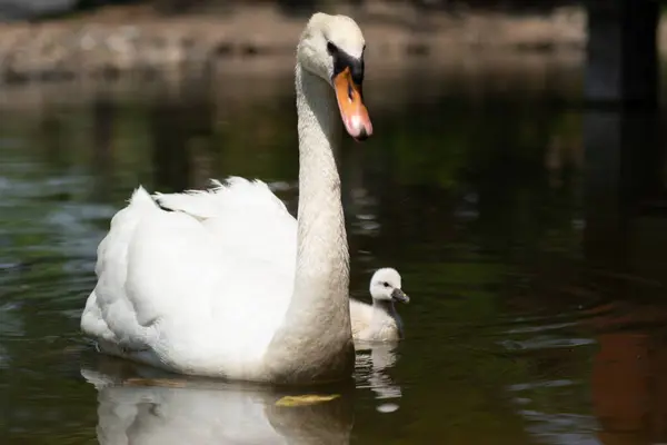 Swan Cygnet Swimming Together — Stock Photo, Image