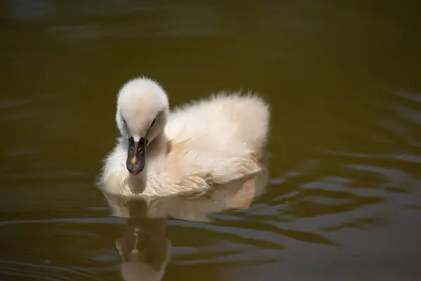 Cygnet Gyakorolja Élet Készségek Túlélés — Stock Fotó