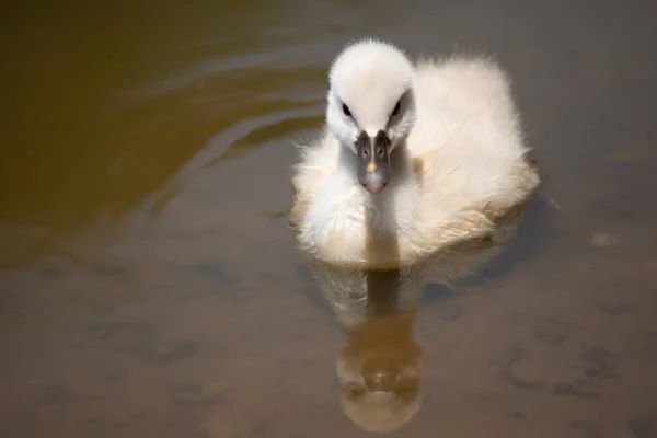 Cygnet Gyakorolja Élet Készségek Túlélés — Stock Fotó