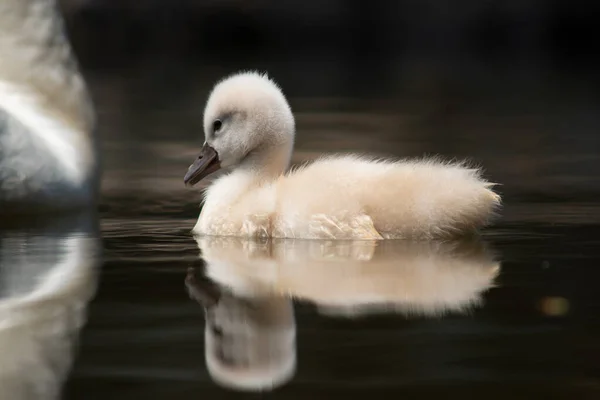 Cygnet Cvičí Životní Dovednosti Přežívá — Stock fotografie