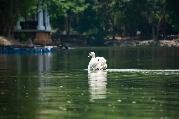 Swans Swam Quickly Lake — Stock Photo, Image