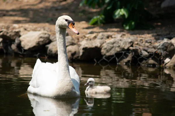 Swan Cygnet Swimming Together — Stock Photo, Image