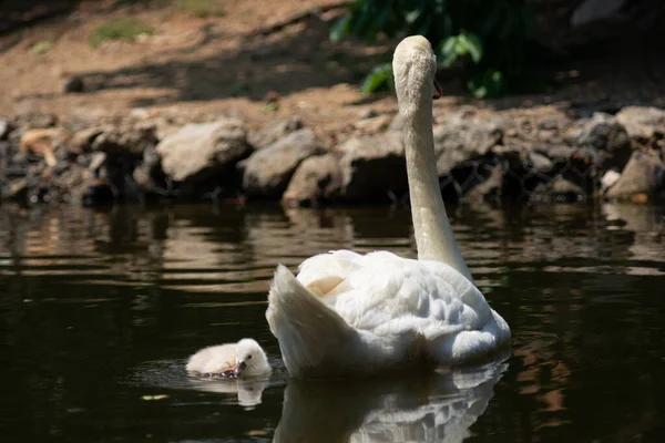 Schwan Und Cygnet Schwimmen Zusammen — Stockfoto