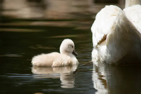 Hattyú Cygnet Úszás Együtt — Stock Fotó