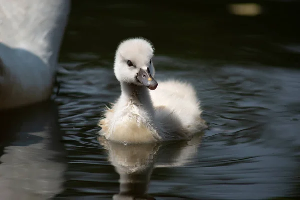 Swan Och Cygnet Simmar Tillsammans — Stockfoto