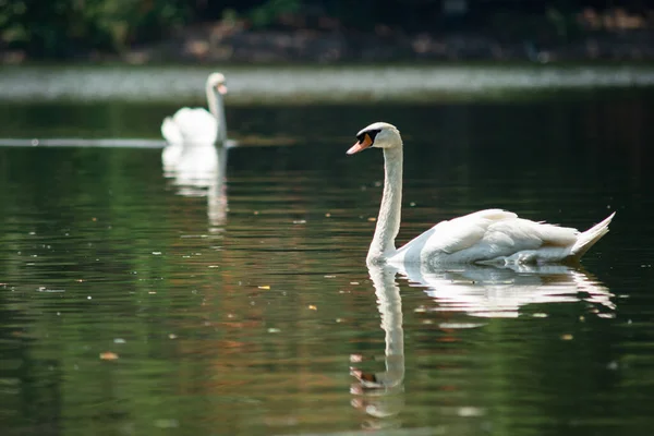 Swans Swam Quickly Lake — Stock Photo, Image