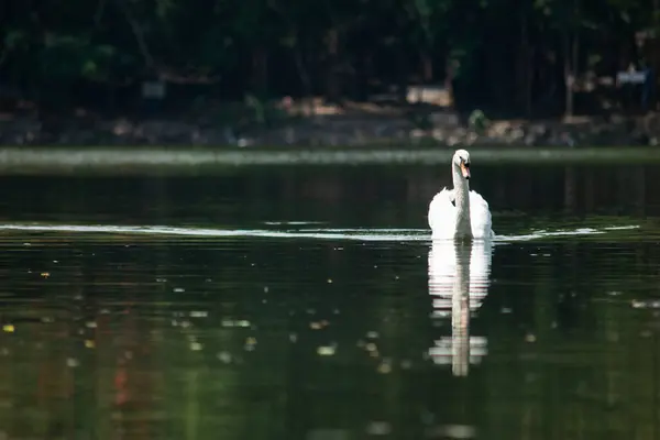 Лебеди Быстро Плавали Озере — стоковое фото