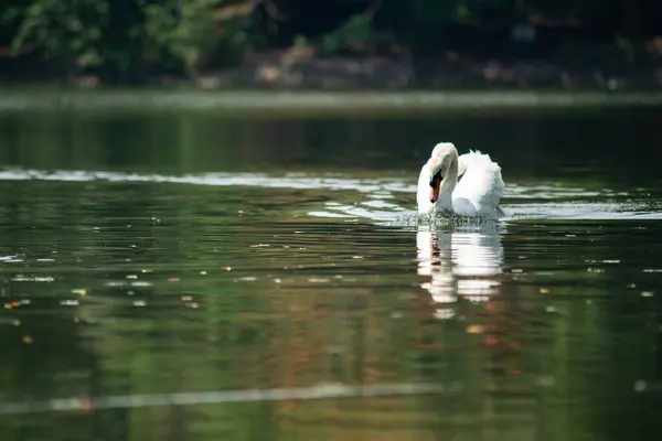 Swans Swam Quickly Lake — Stock Photo, Image