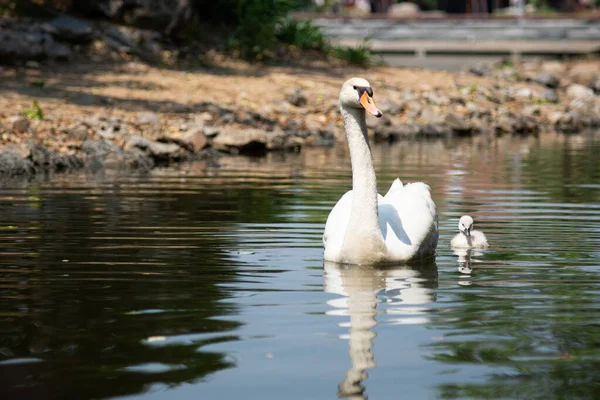Swan Cygnet Swimming Together — Stock Photo, Image