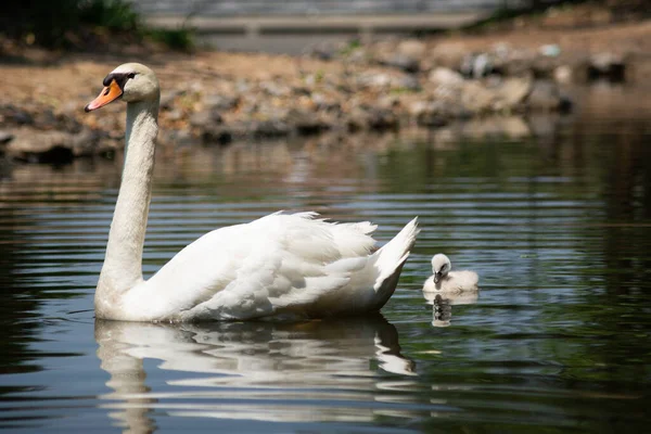 Swan Cygnet Swimming Together — Stock Photo, Image