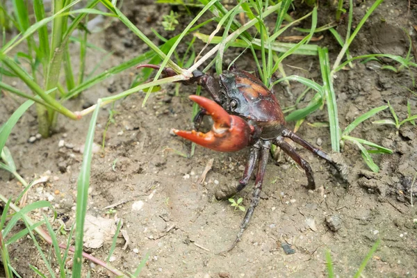 Crabe Des Champs Riz Peut Être Utilisé Comme Nourriture Pour — Photo